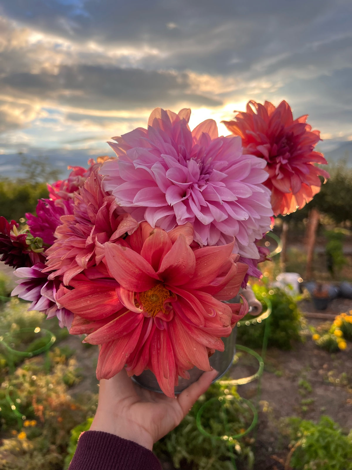 Hand holding a bouquet of pink and coral dahlias in a garden